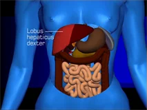 Loadmedical - Medizinische Filme - Crash-Kurs Medizin: Leber - Galle - Pankreas - Das komplette Video