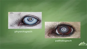 Loadmedical - Medizinische Filme - Praxisorientierte Pathologie + Therapie bei Hund, Katze und Pferd - Erkrankungen der Sinnesorgane